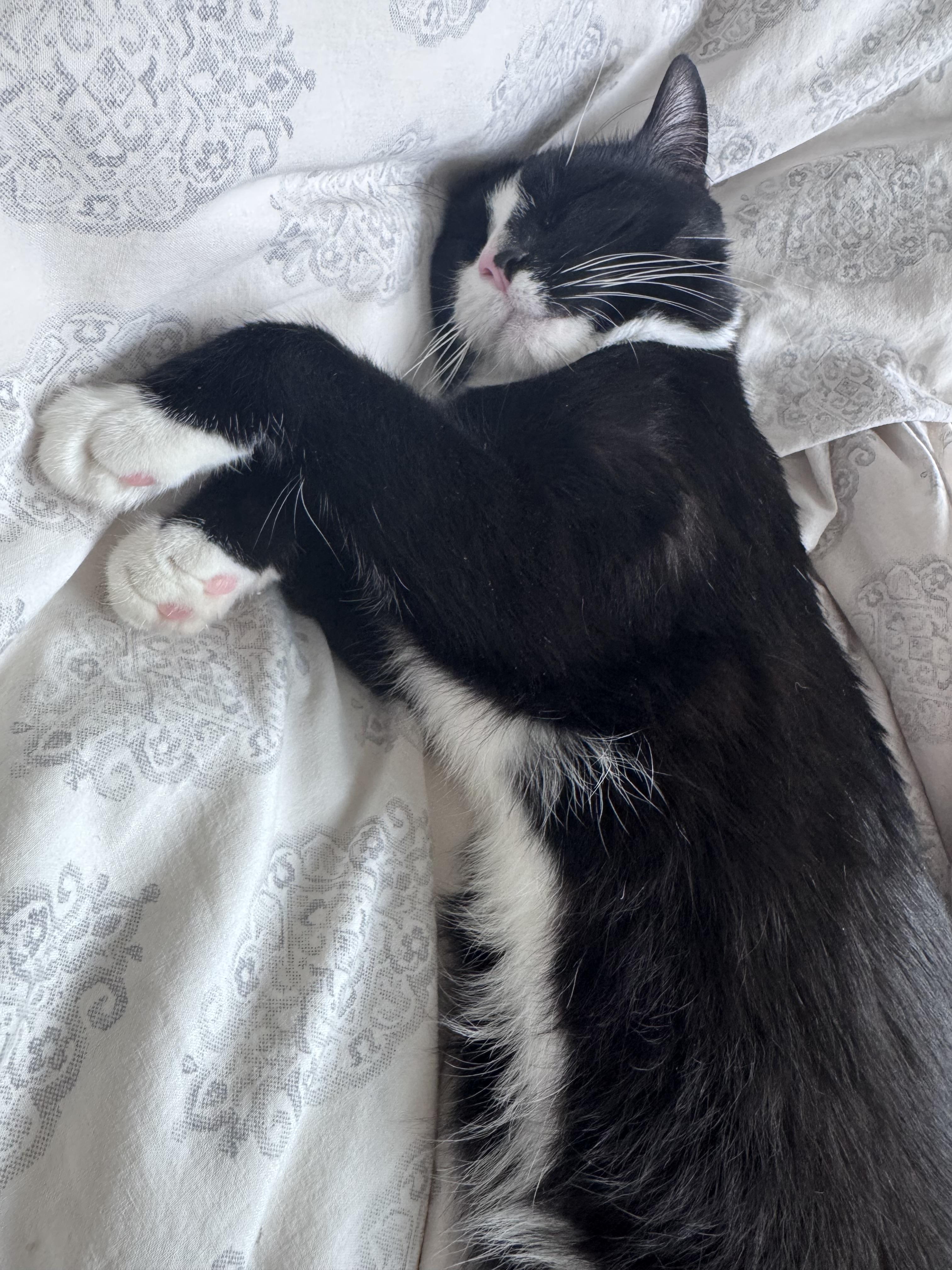 Enlarge Paprika, an adopted Domestic Short Hair in Calgary, AB image 3/6