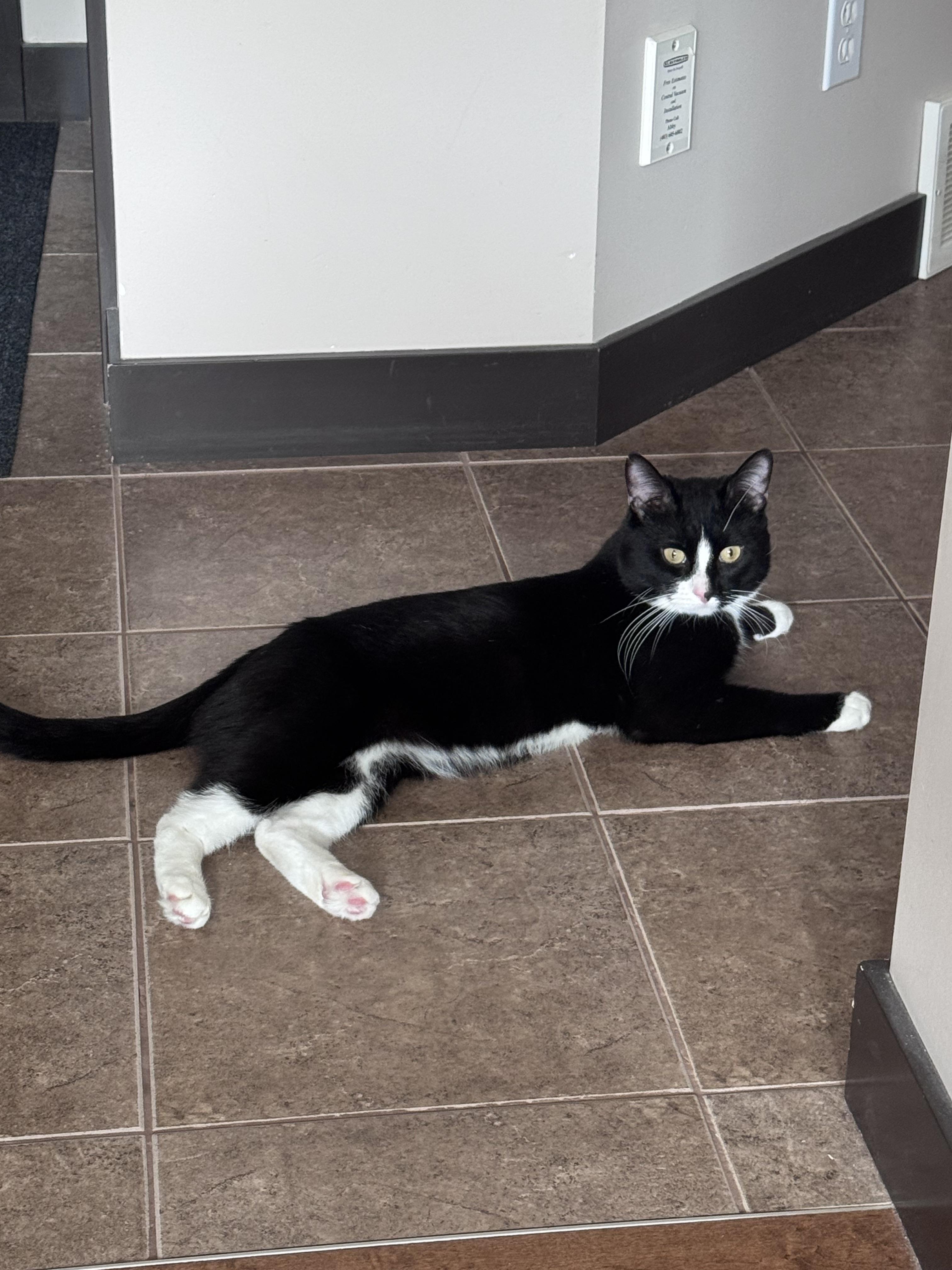 Enlarge Paprika, an adopted Domestic Short Hair in Calgary, AB image 5/6