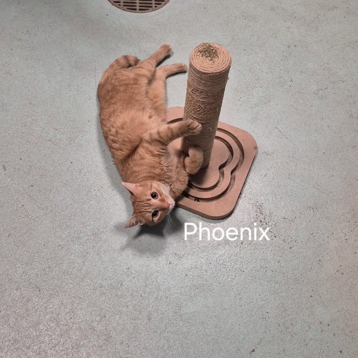 Phoenix, an adopted Domestic Short Hair in Buffalo, NY image 4/6