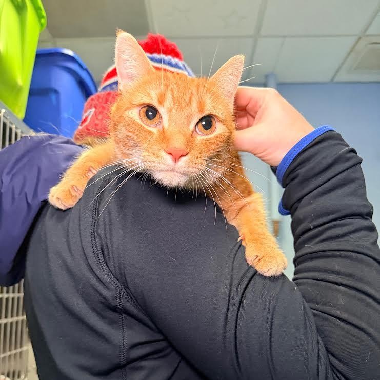 Phoenix, an adopted Domestic Short Hair in Buffalo, NY image 3/6