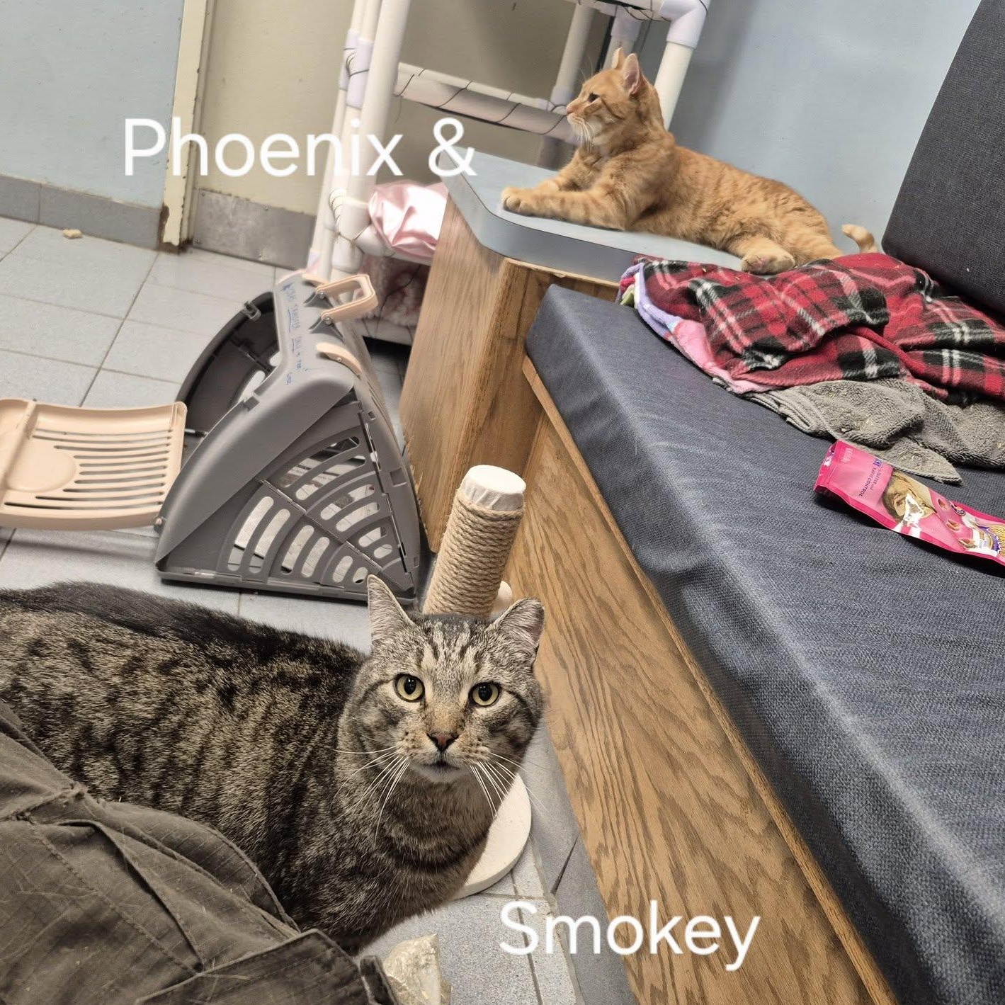 Phoenix, an adopted Domestic Short Hair in Buffalo, NY image 5/6