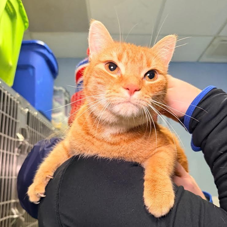 Phoenix, an adopted Domestic Short Hair in Buffalo, NY image 1/6