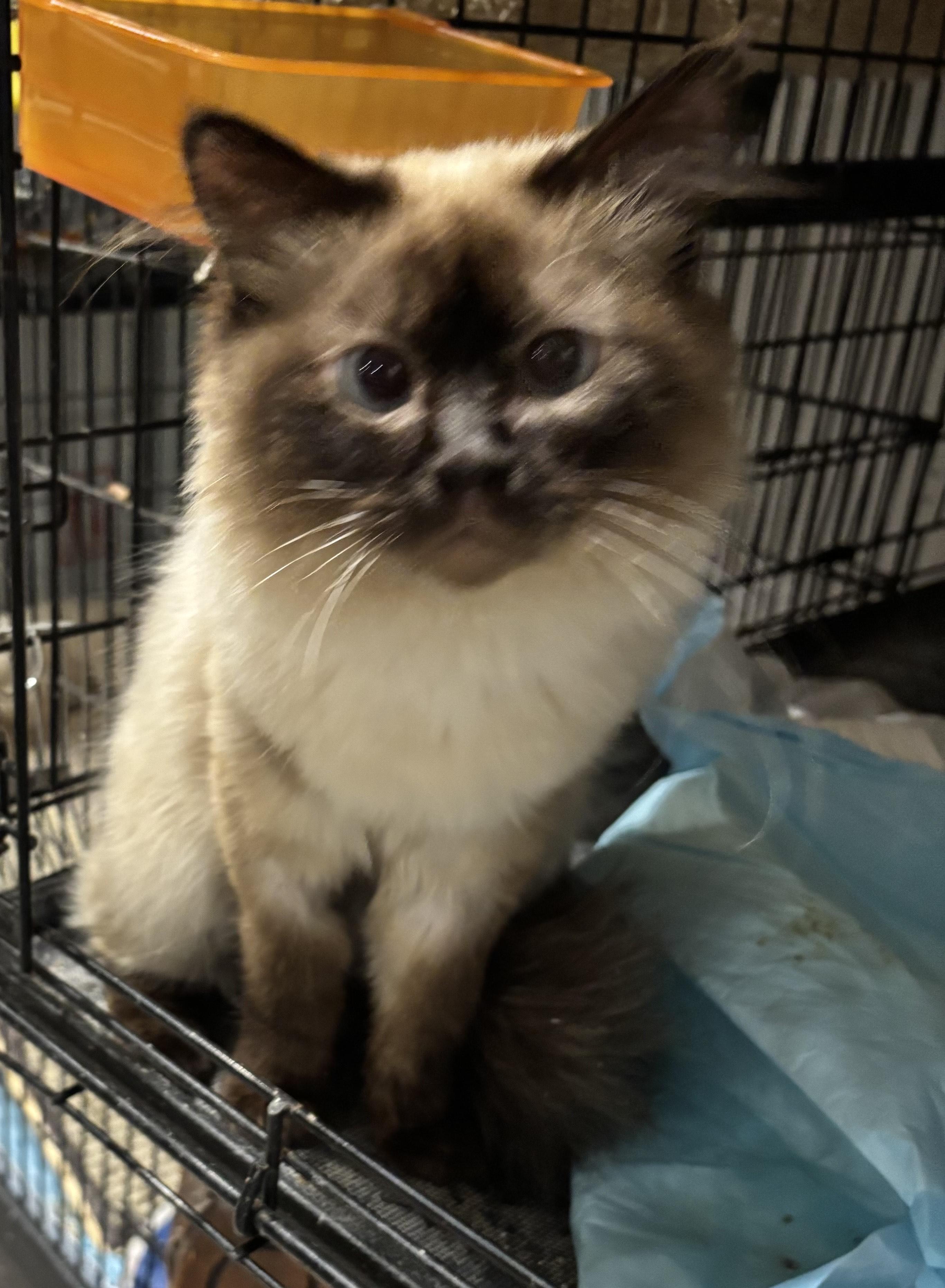 Birman Cat Adoption: Ultimate Guide to Finding Your Perfect Pet