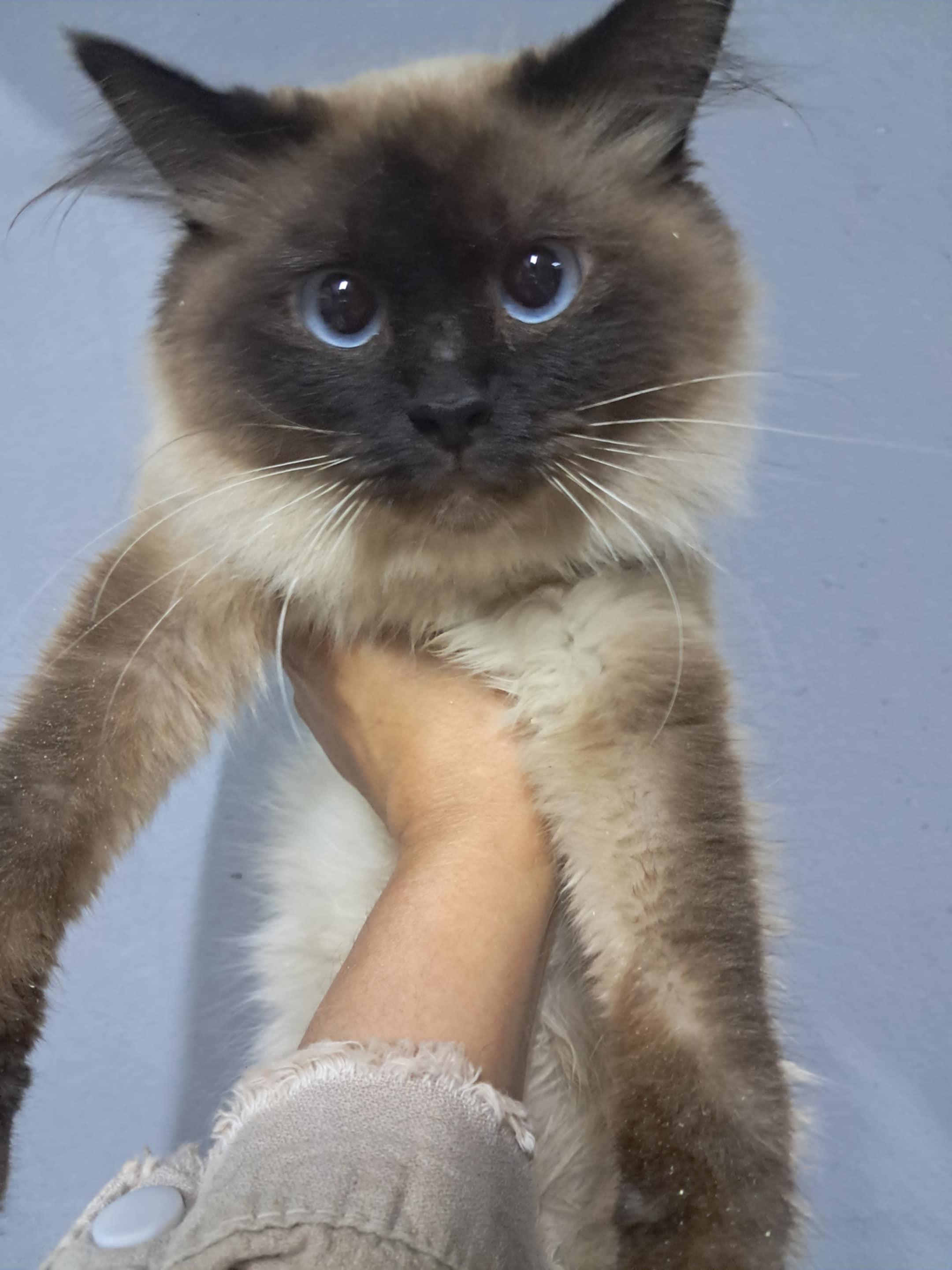 Birman Cat Adoption: Ultimate Guide to Finding Your Perfect Pet