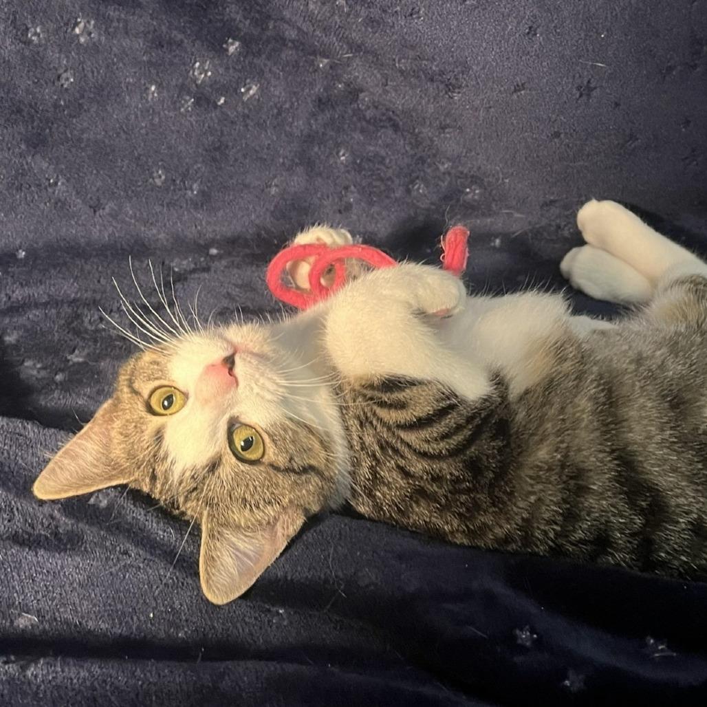 Annie May, Adoptable, Kitten Female Domestic Short Hair.