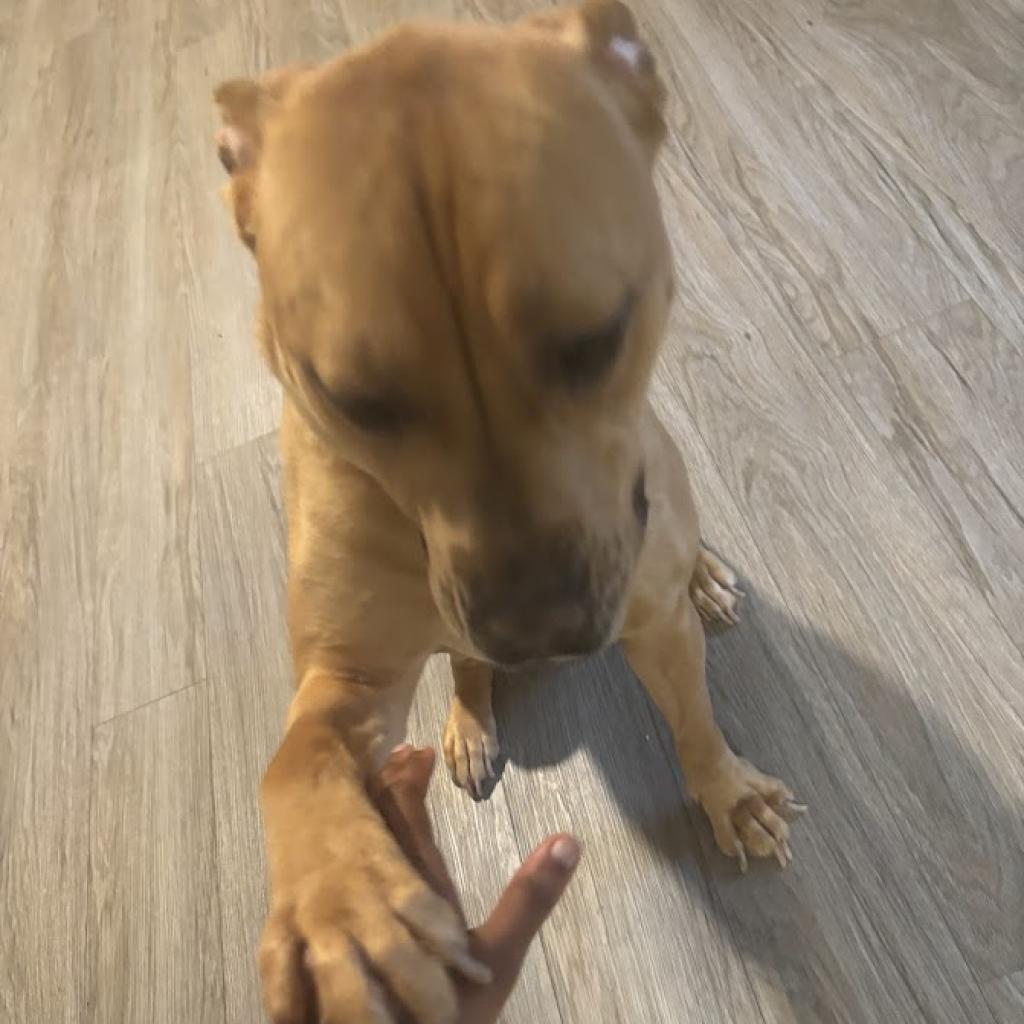 Bella, Adoptable, Adult Female English Bulldog & Hound.