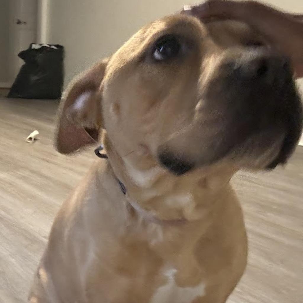 Bella, a Adoptable mixed breed in Phoenix, AZ image 2/6