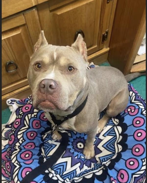 Enlarge Froggy, a ADOPTABLE Pit Bull Terrier in Tinton Falls, NJ image 3/3
