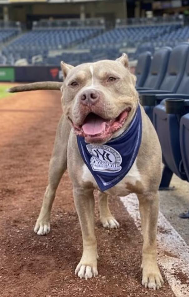 Froggy, ADOPTABLE, Adult Male Pit Bull Terrier.
