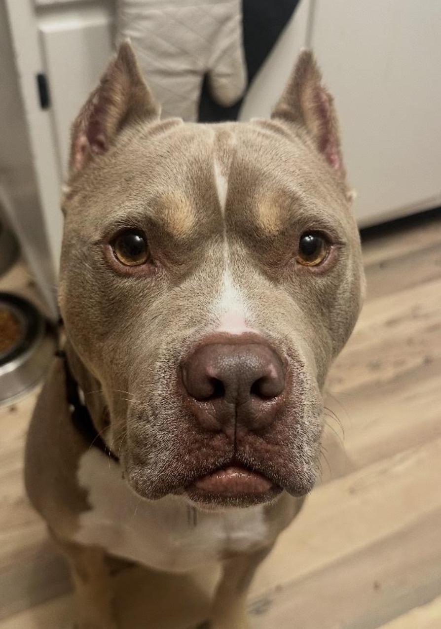 Enlarge Froggy, a Adoptable Pit Bull Terrier in Tinton Falls, NJ image 2/4