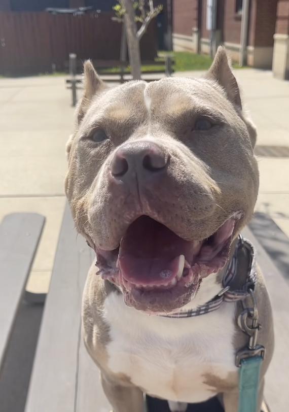 Enlarge Froggy, a ADOPTABLE Pit Bull Terrier in Tinton Falls, NJ image 2/3