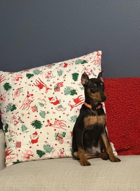 Enlarge Poe, a Adopted Miniature Pinscher in Hazelwood, MO image 1/6