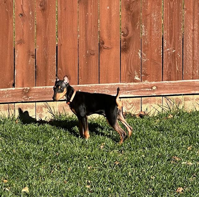 Enlarge Poe, a Adopted Miniature Pinscher in Hazelwood, MO image 2/6