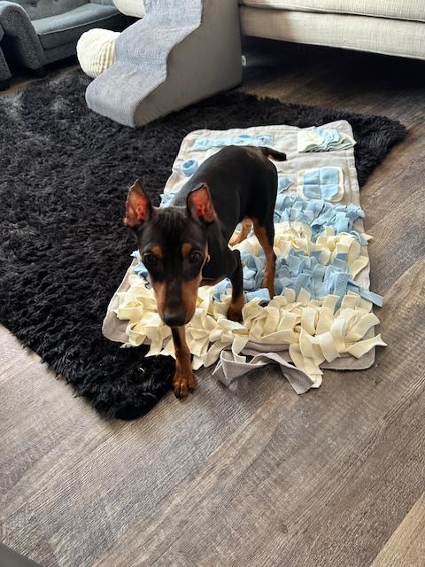 Enlarge Poe, a Adopted Miniature Pinscher in Hazelwood, MO image 5/6