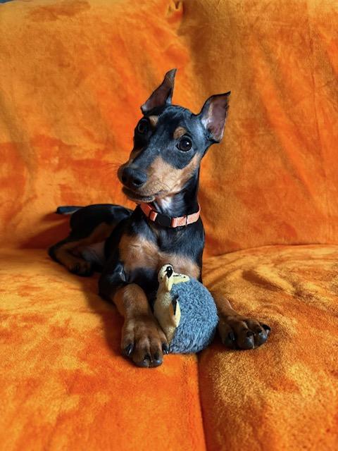 Enlarge Poe, a Adopted Miniature Pinscher in Hazelwood, MO image 6/6