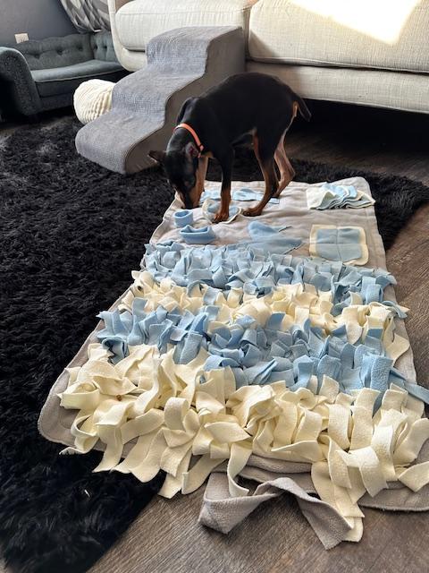 Enlarge Poe, a Adopted Miniature Pinscher in Hazelwood, MO image 4/6