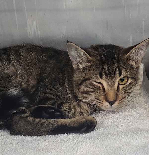 Mesquite, Adoptable, Young Male Domestic Short Hair.