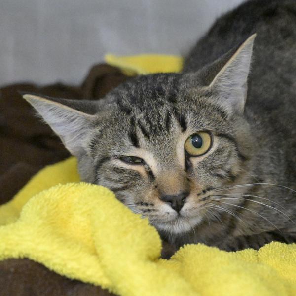 Enlarge Mesquite, a Adoptable mixed breed in Austin, TX image 3/4