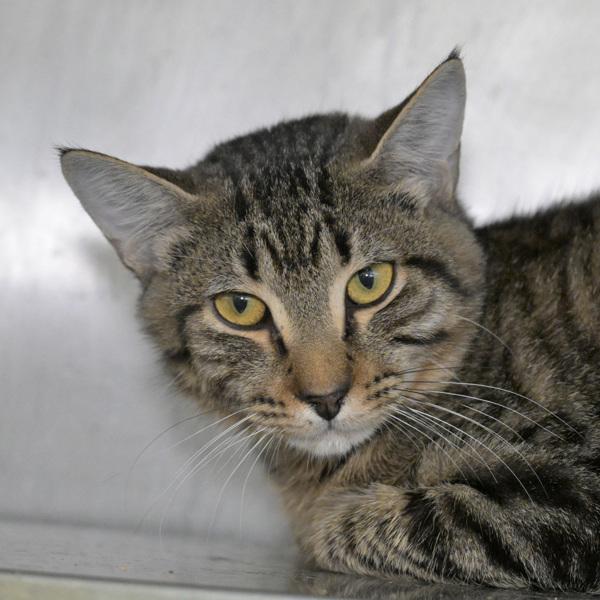 Enlarge Mesquite, a Adoptable mixed breed in Austin, TX image 4/4