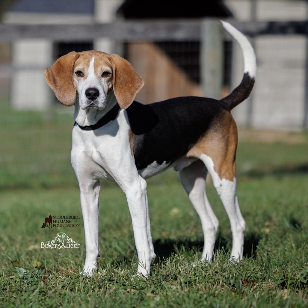 Buddy, Adoptable, Adult Male Foxhound & Mixed Breed.