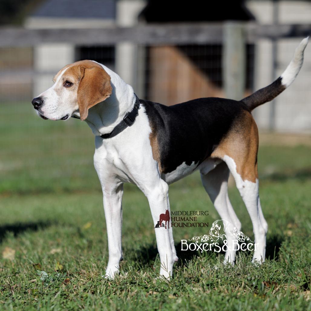 Buddy, a Adoptable mixed breed in Marshall, VA image 2/6