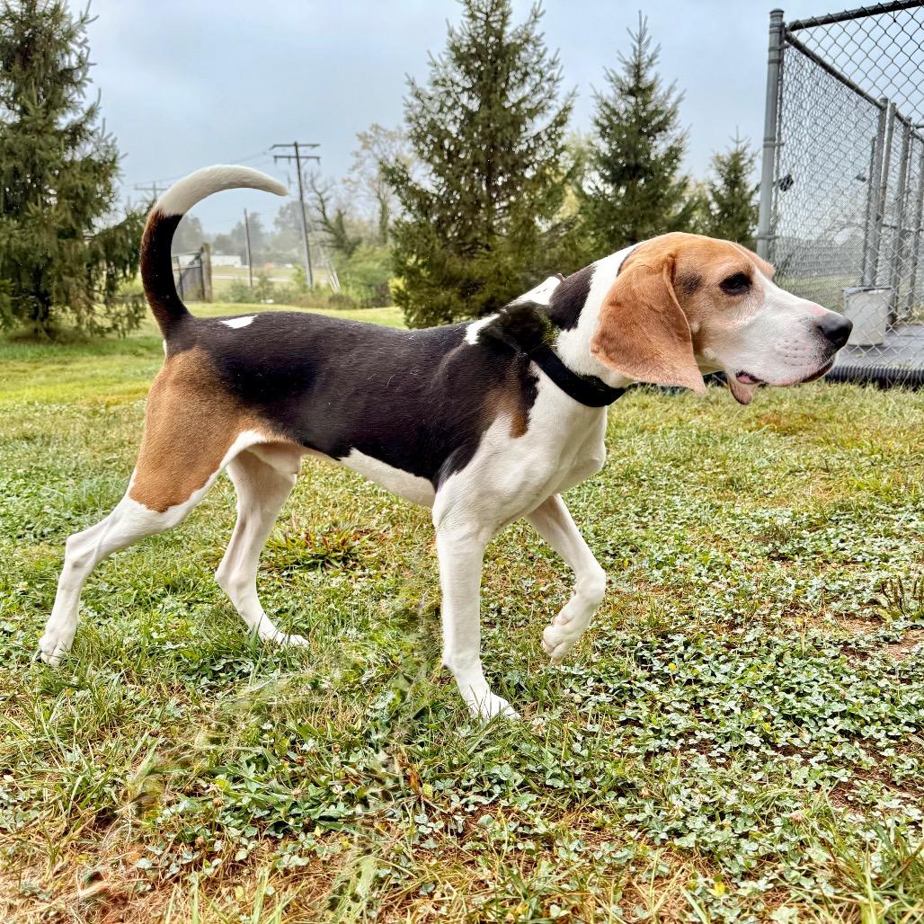 Buddy, a Adoptable mixed breed in Marshall, VA image 3/6