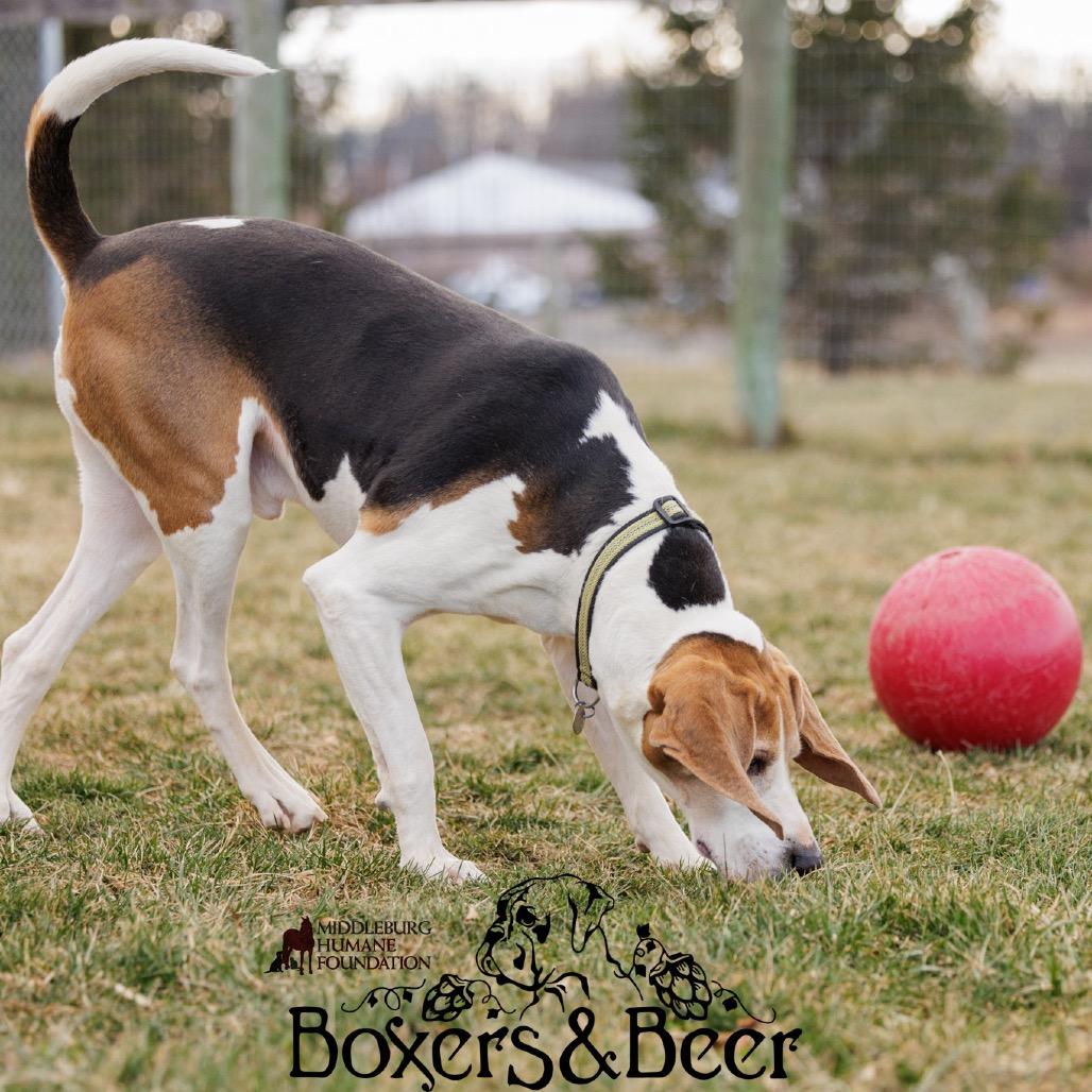 Enlarge Buddy, a Adoptable mixed breed in Marshall, VA image 2/6