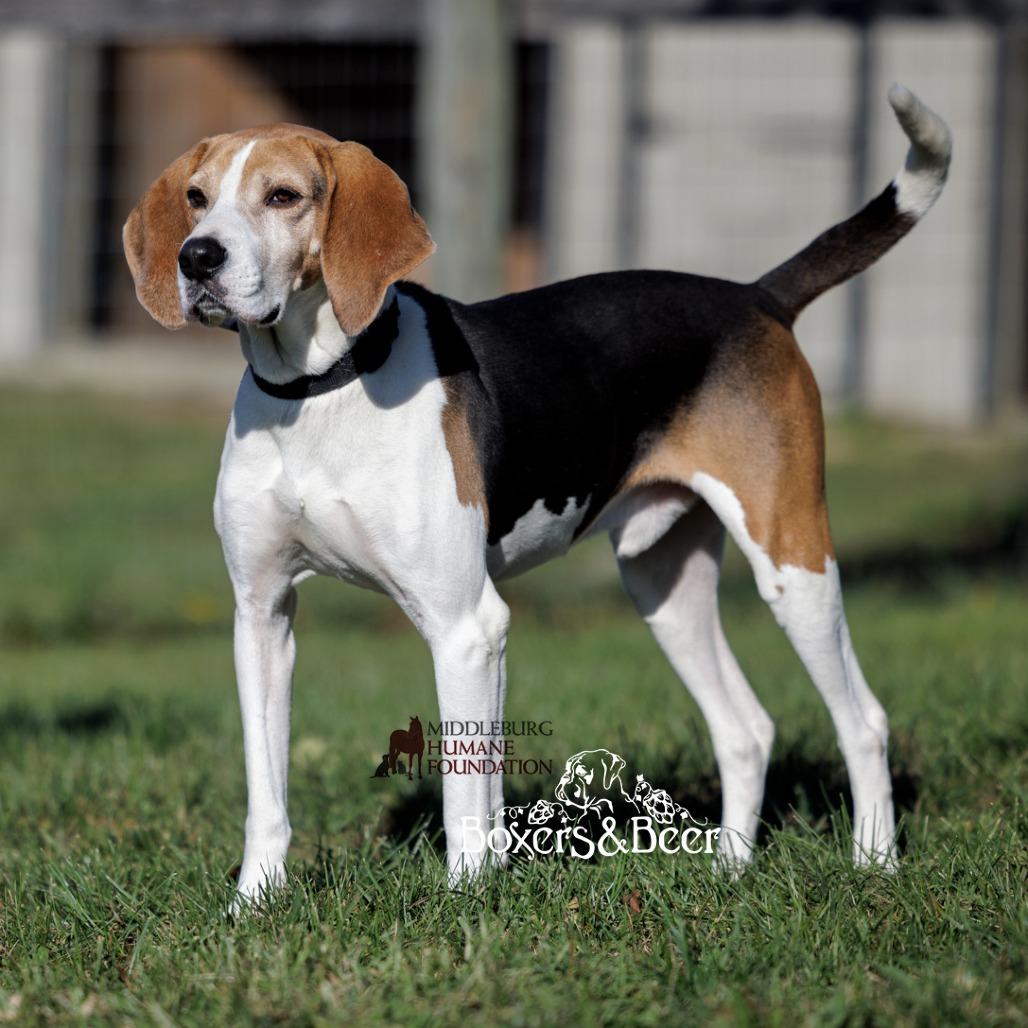 Buddy, a Adoptable mixed breed in Marshall, VA image 4/6