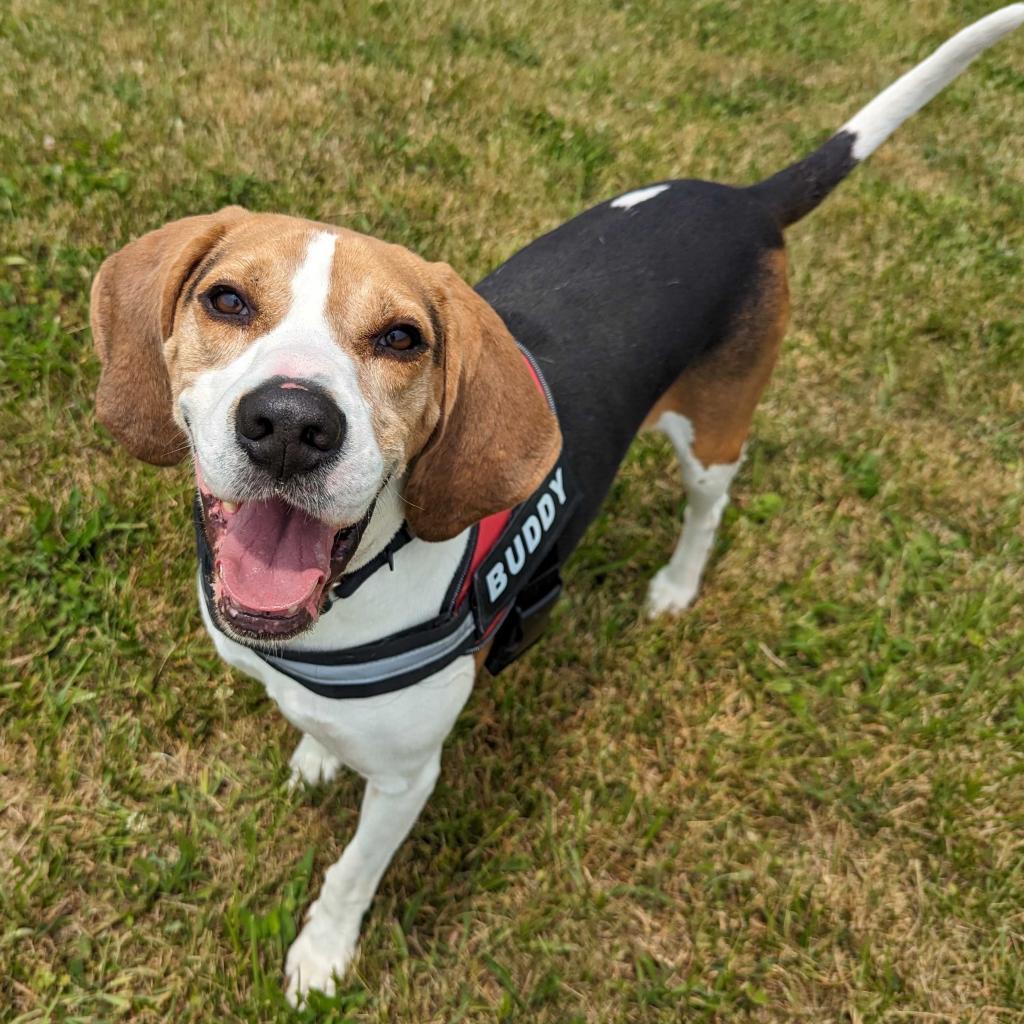 Buddy, a Adoptable mixed breed in Marshall, VA image 5/6