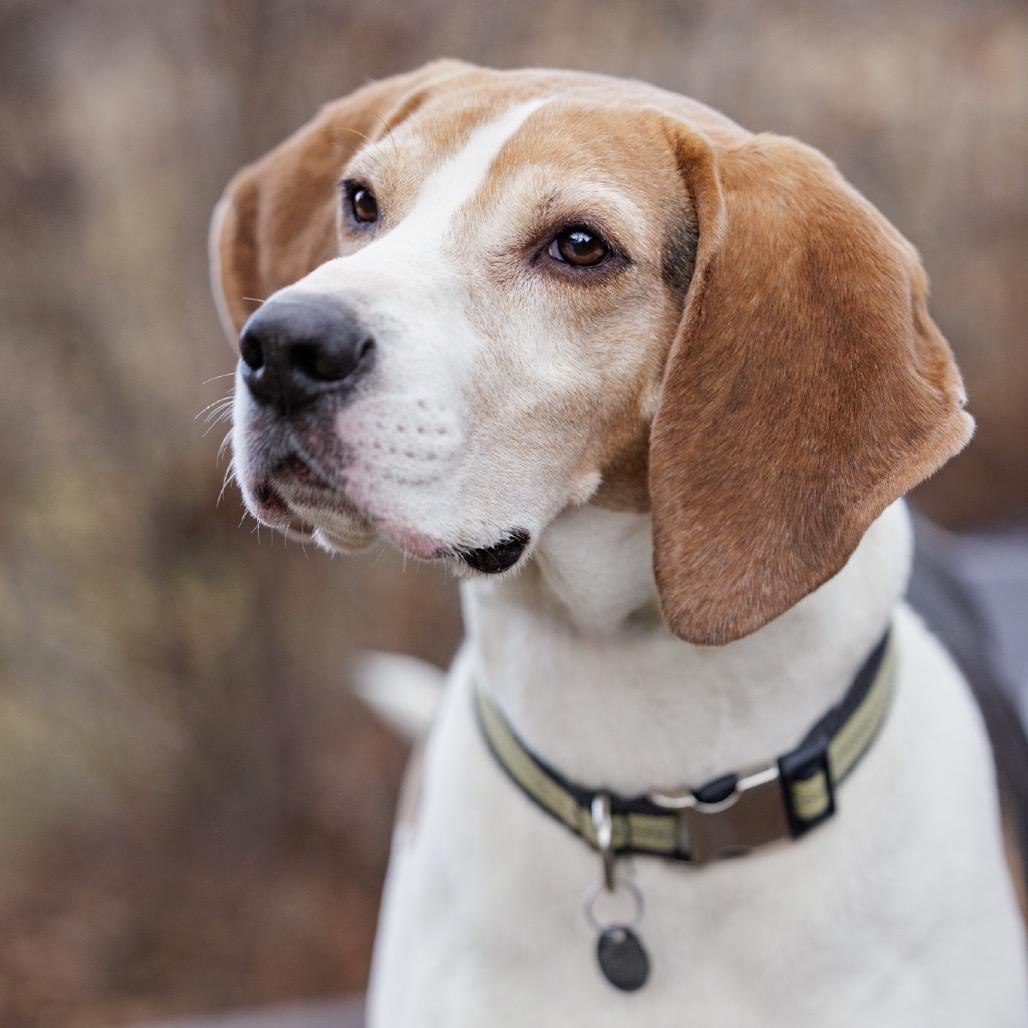 Enlarge Buddy, a Adoptable mixed breed in Marshall, VA image 4/6