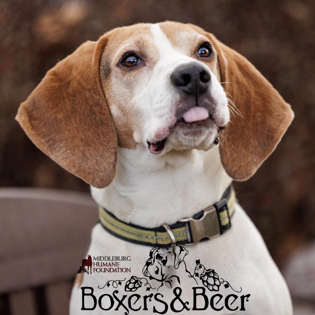 Enlarge Buddy, a Adoptable mixed breed in Marshall, VA image 5/6