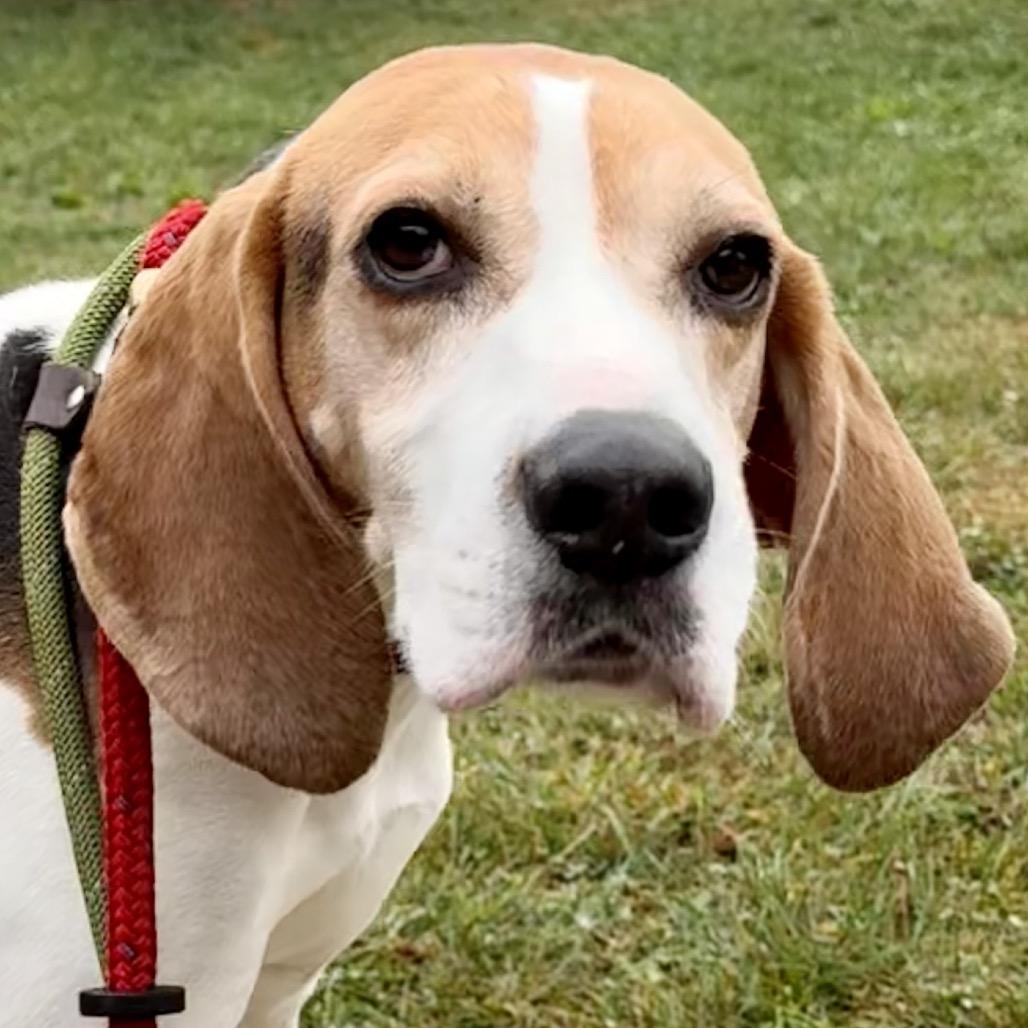 Buddy, a Adoptable mixed breed in Marshall, VA image 6/6