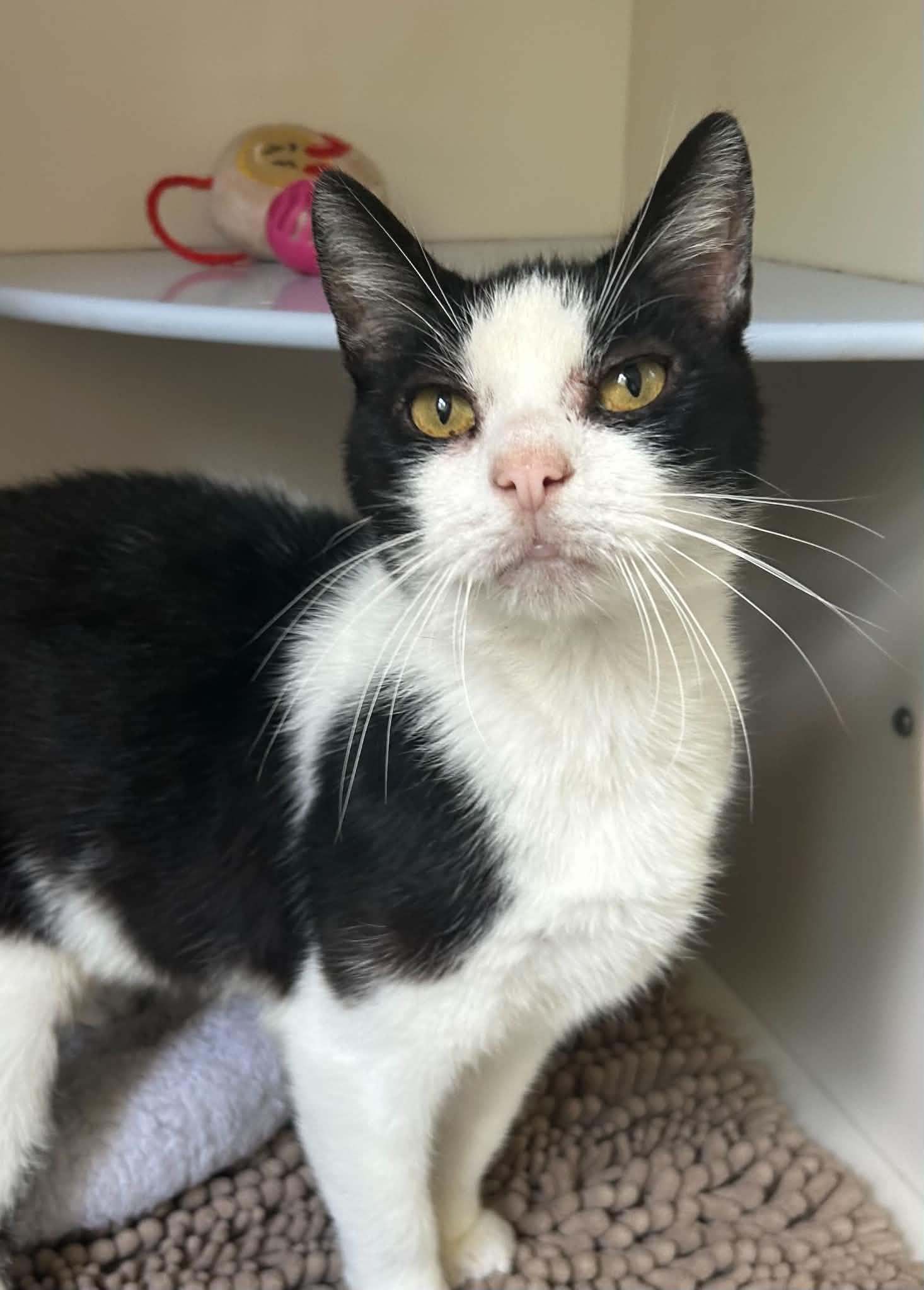 Samuel, Adoptable, Young Male Domestic Short Hair.