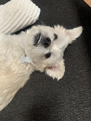 Paddington *IN FOSTER*, Adoptable, Adult Male Shih Tzu & Mixed Breed.