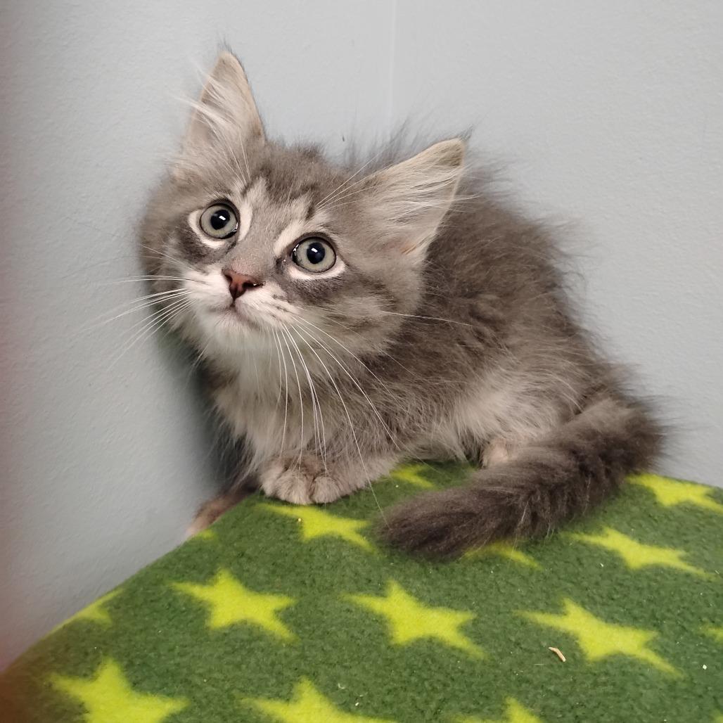 Enlarge Orko, a Adoptable Domestic Long Hair in Winchester, TN image 1/1
