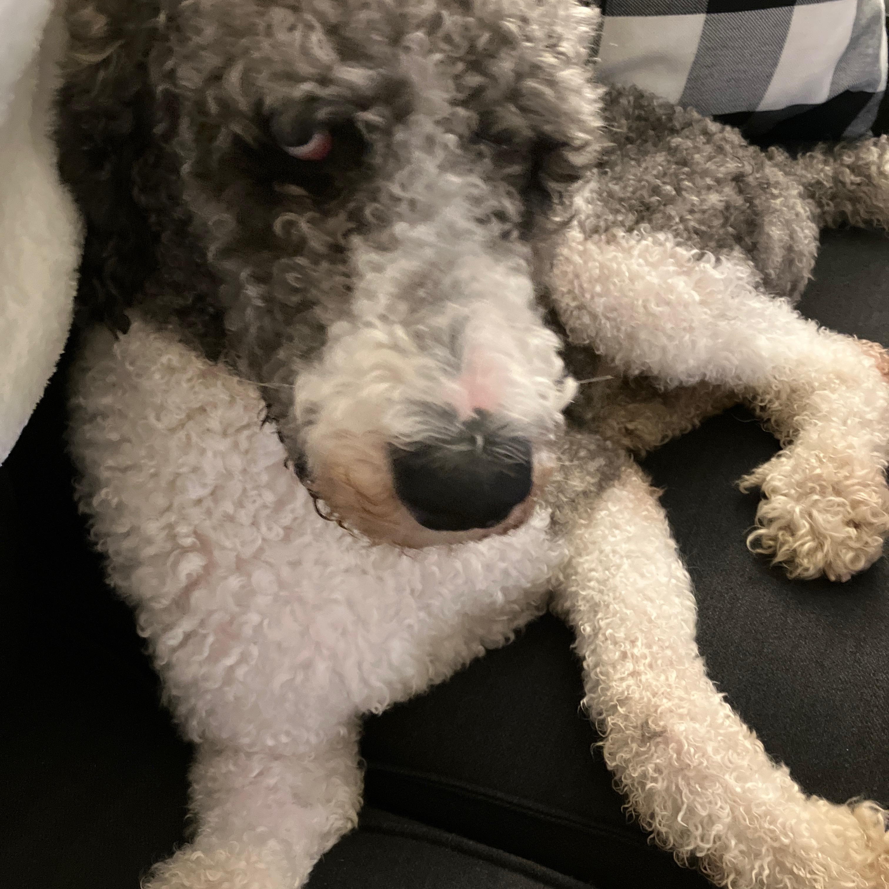 Enlarge Grayson, a Adoptable Standard Poodle in Hagerstown, MD image 4/6