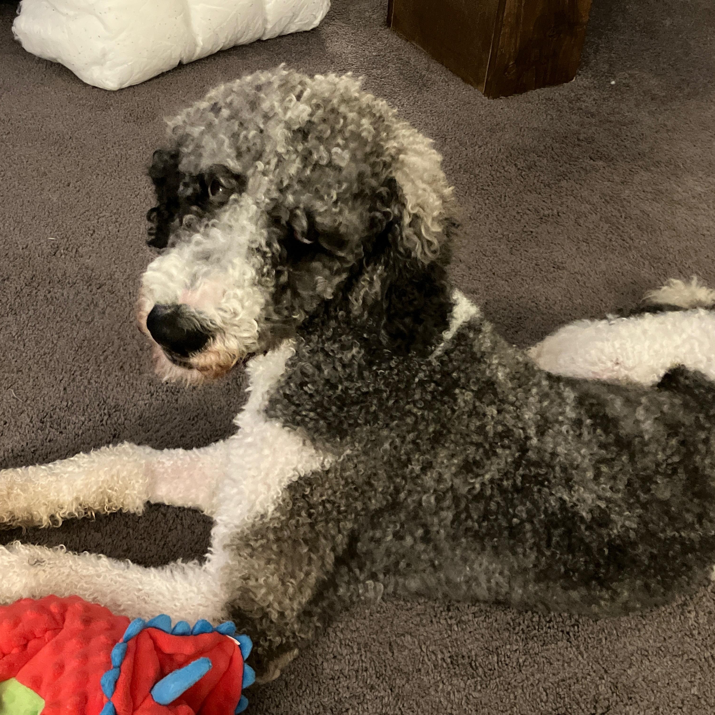 Enlarge Grayson, a Adoptable Standard Poodle in Hagerstown, MD image 2/6