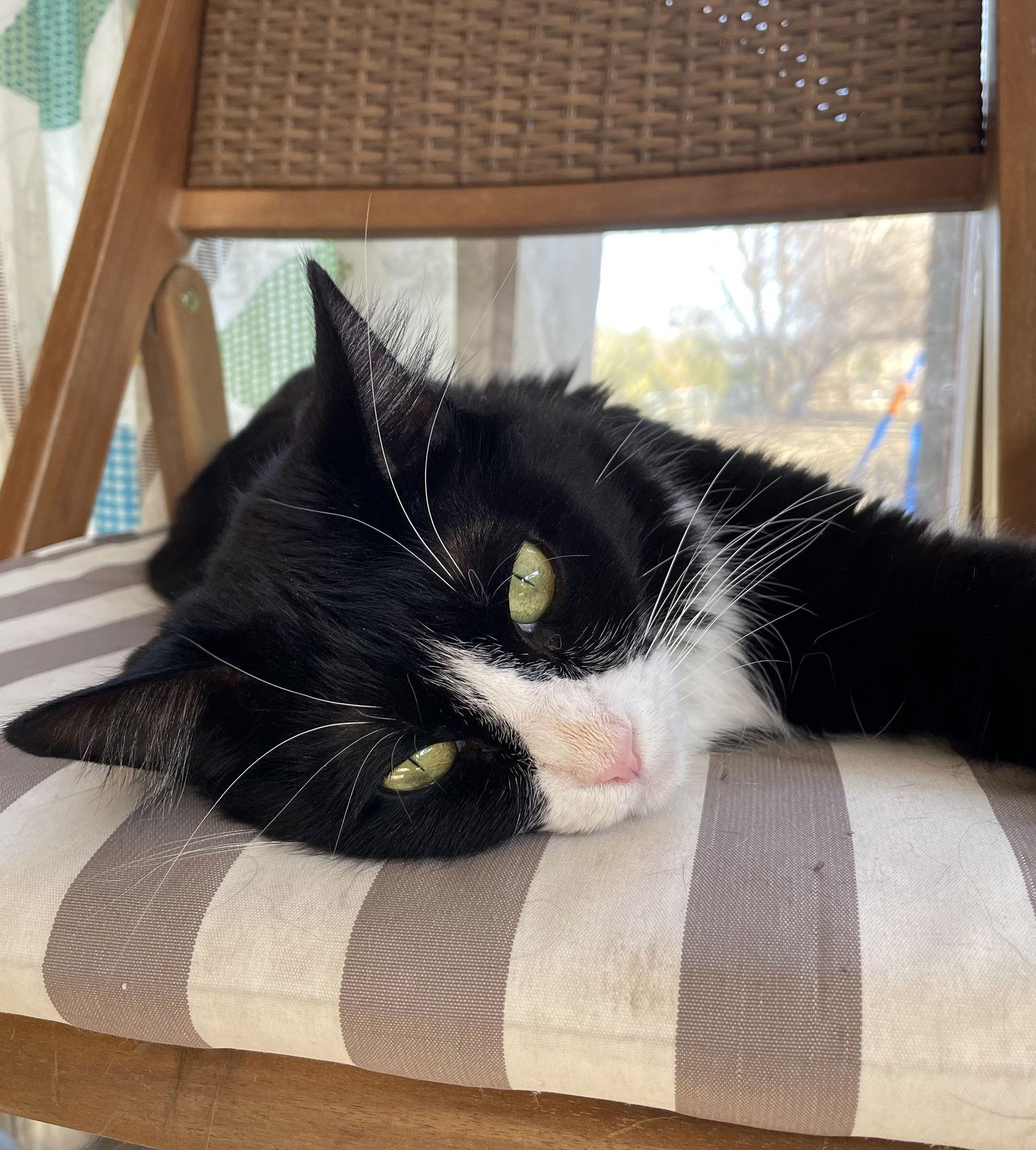 Roti, Adoptable, Adult Female Domestic Medium Hair.