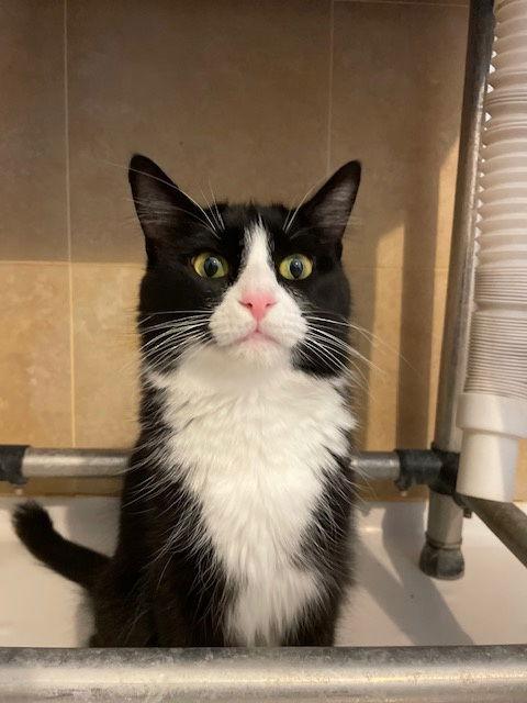 Enlarge Roti, a Adoptable Domestic Medium Hair in Island Lake, IL image 2/3