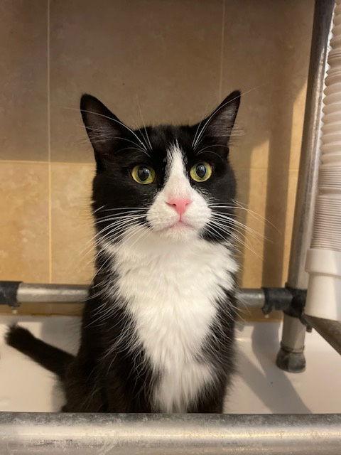 Enlarge Roti, a Adoptable Domestic Medium Hair in Island Lake, IL image 3/3