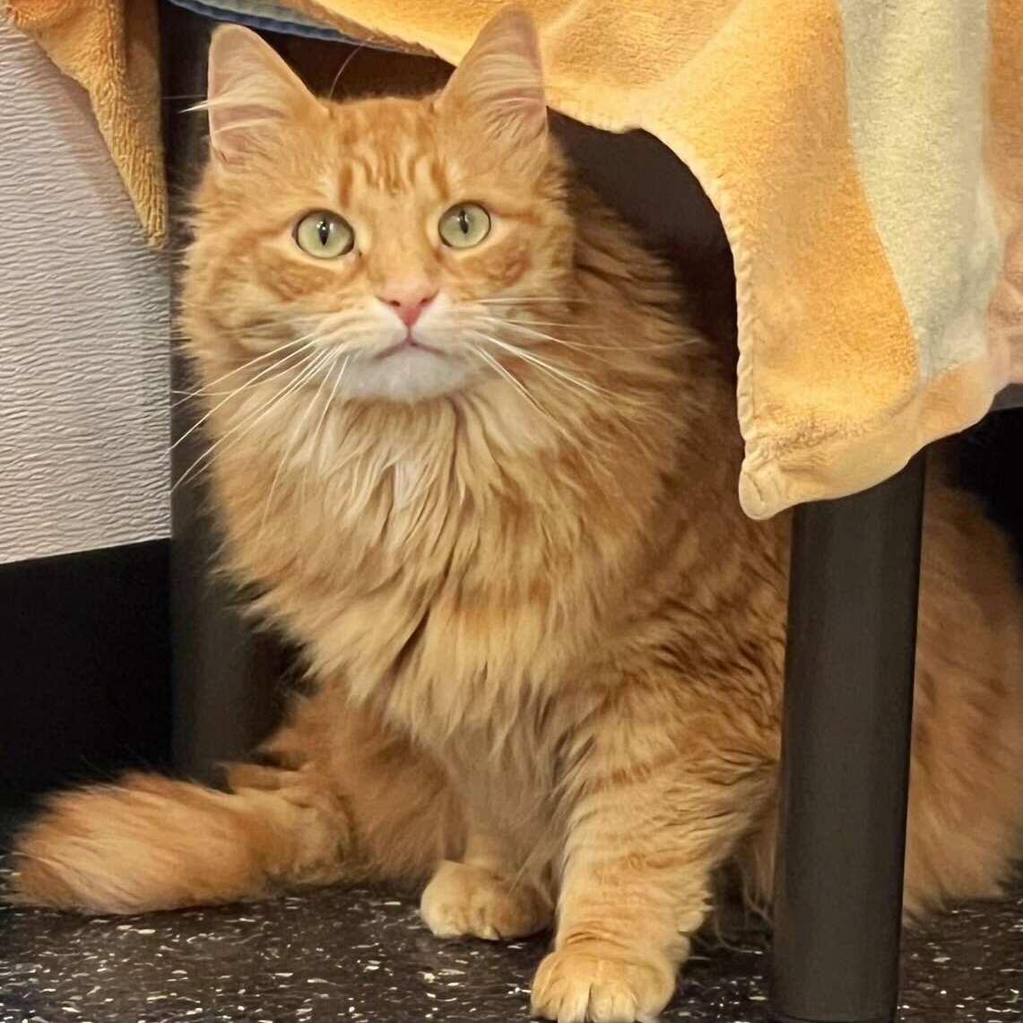 Enlarge Ron Weasley, a Adoptable Domestic Long Hair in Waltham, MA image 1/4
