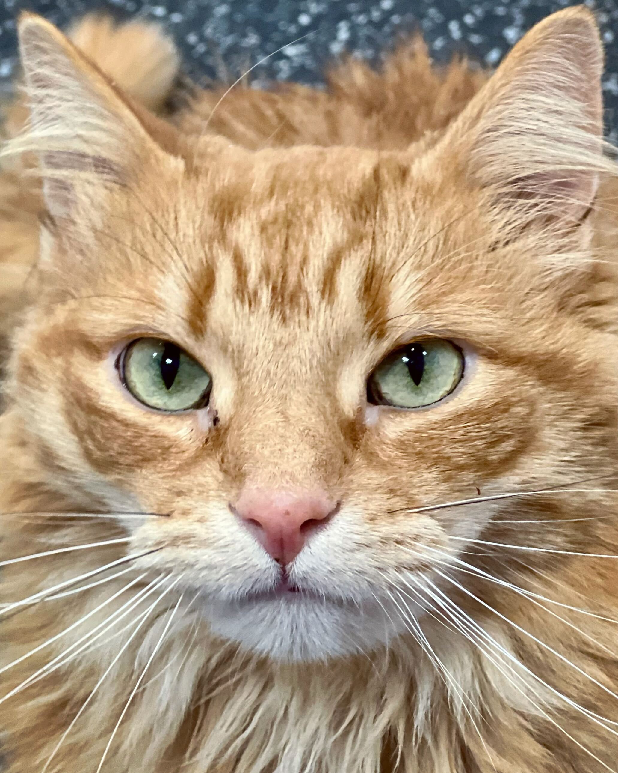 Enlarge Ron Weasley, a Adoptable Domestic Long Hair in Waltham, MA image 4/4