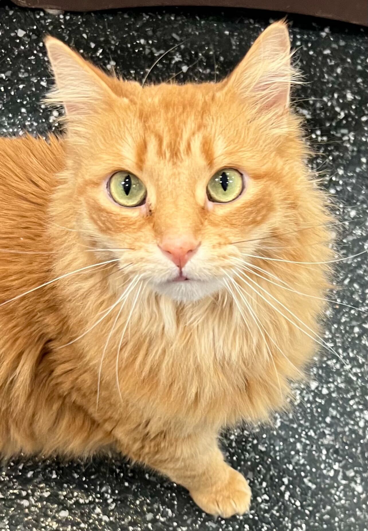 Enlarge Ron Weasley, a Adoptable Domestic Long Hair in Waltham, MA image 3/4