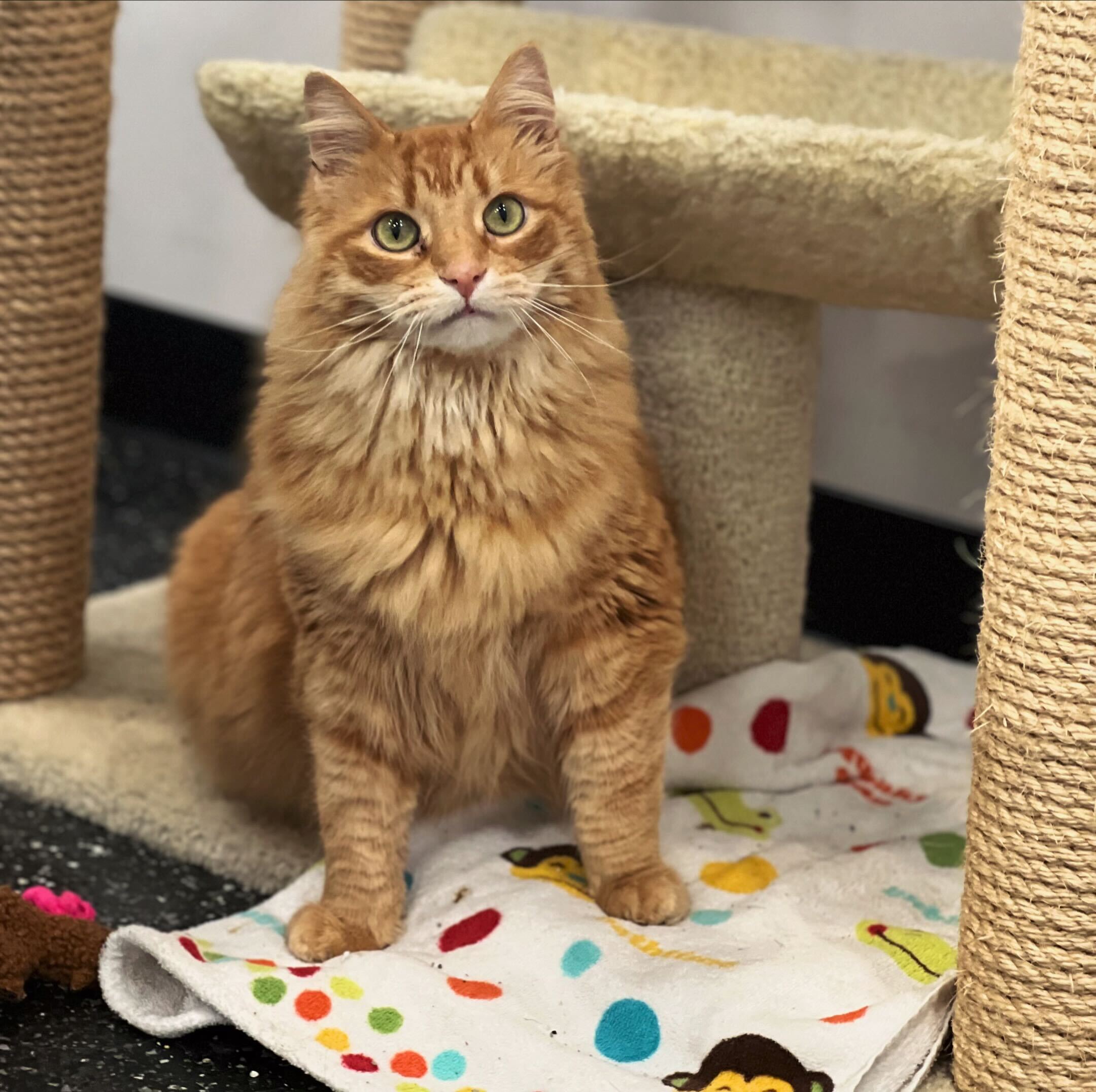 Enlarge Ron Weasley, a Adoptable Domestic Long Hair in Waltham, MA image 2/4