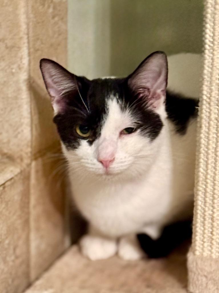 Xyla, Adoptable, Young Female Domestic Short Hair.