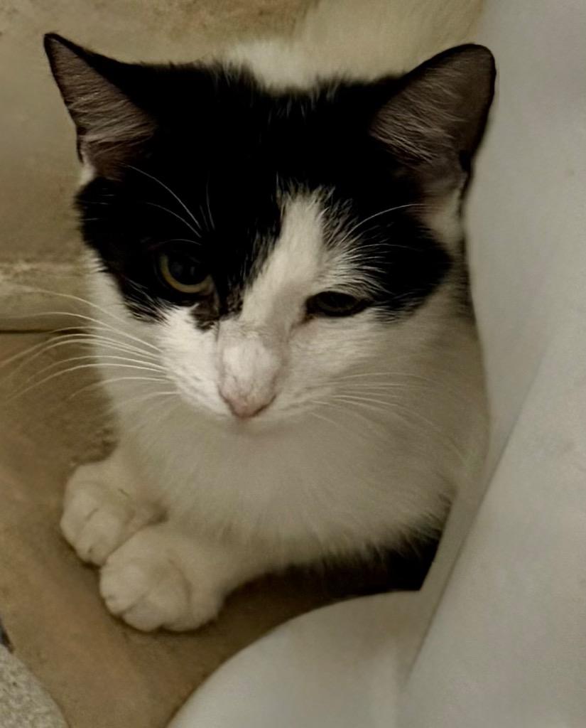 Enlarge Xyla, a Adoptable Domestic Short Hair in Augusta, GA image 2/2
