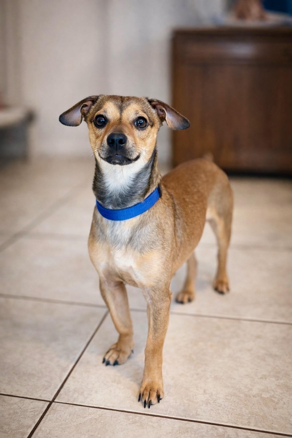 Enlarge Itsy, an adopted Chihuahua in AQUEBOGUE, NY image 1/1