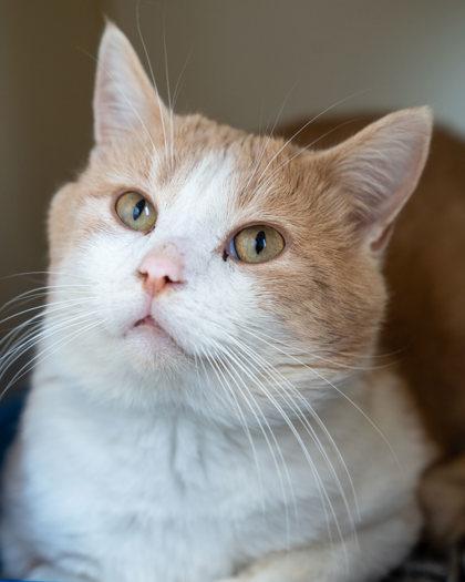 Bilbo, Adoptable, Adult Male Domestic Short Hair & Domestic Short Hair.