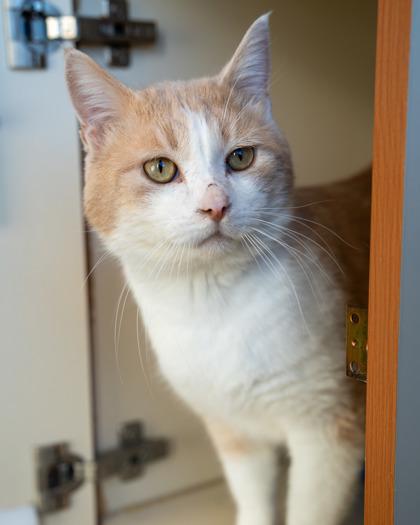 Bilbo, Adoptable, Adult Male Domestic Short Hair & Domestic Short Hair.