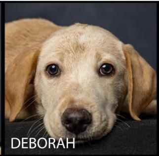 Deborah (Gypsy & the Parsonage Pups), Adoptable, Puppy Female Mixed Breed.